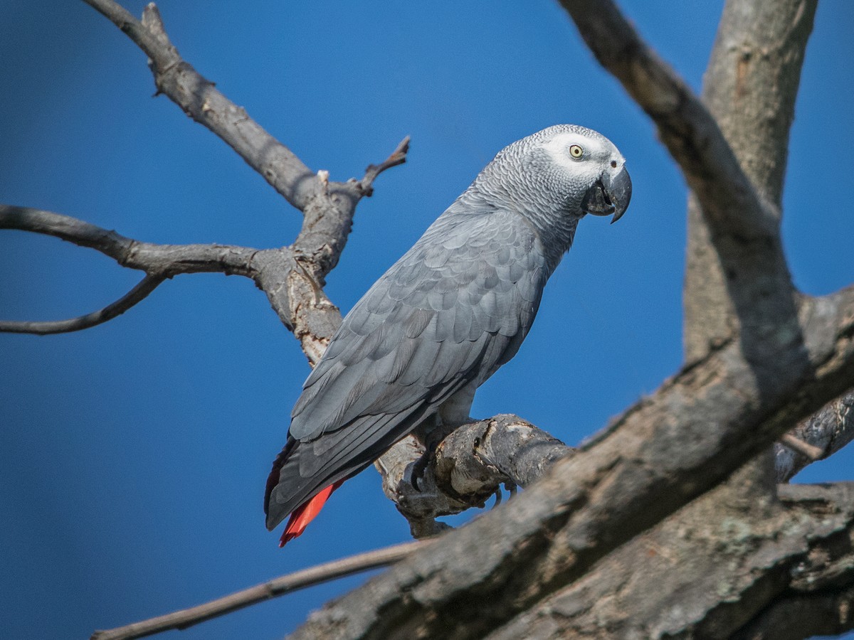 الببغاء الرمادي الأفريقي (Psittacus erithacus)