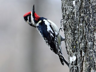 Pic maculé (Sphyrapicus varius)