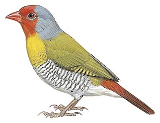 Pintura-melba-de-asa-verde (Pytilia melba)