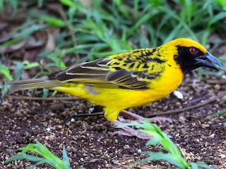 Dorpswever (Ploceus cucullatus)