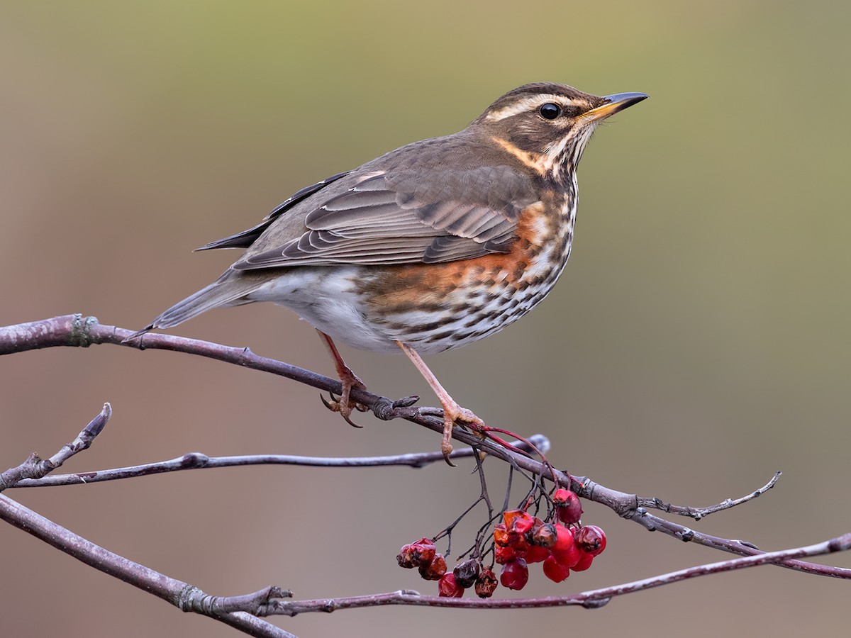 Drozd rdzawoboczny (Turdus iliacus)