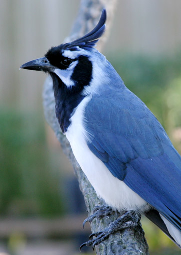 Black-throated Magpie-Jay (Calocitta colliei)