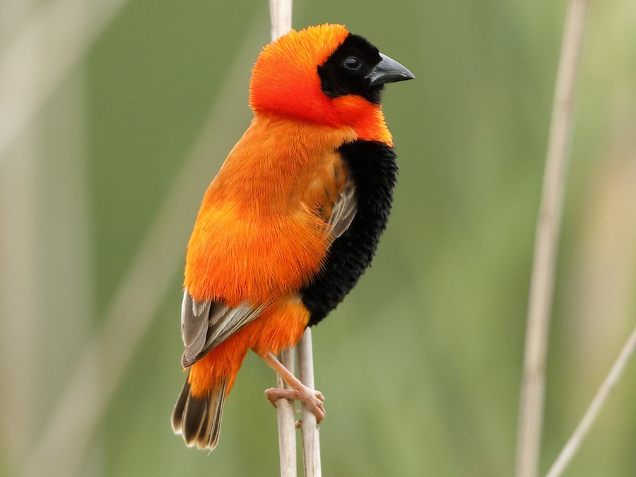 Roodbekwever (Euplectes orix)