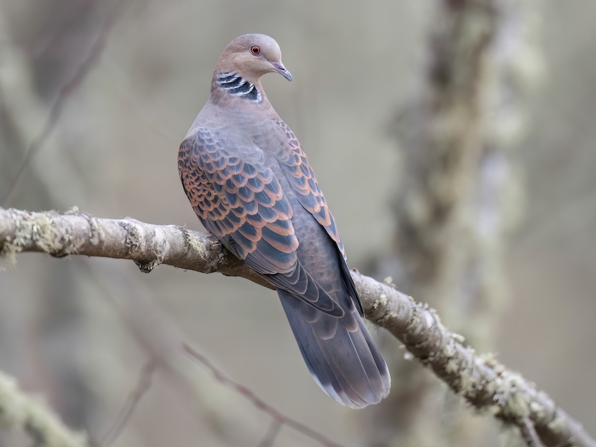 キジバト (Streptopelia orientalis)