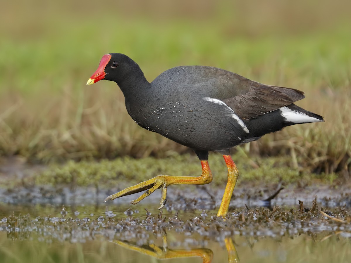 Frango-d'água (Gallinula galeata)