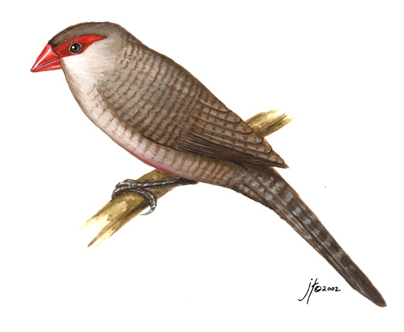Common Waxbill (Estrilda astrild)