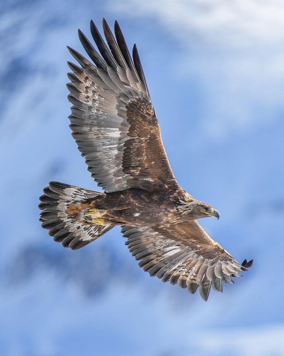Orel skalní (Aquila chrysaetos)