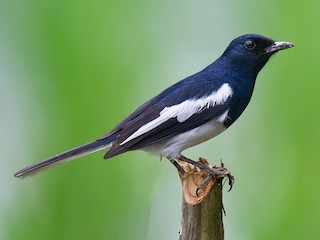 Oriental Magpie-Robin (Copsychus saularis)
