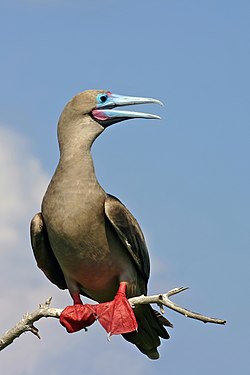Красноногая олуша (Sula sula)