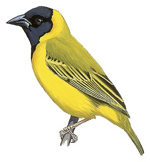 Zwartkopwever (Ploceus melanocephalus)