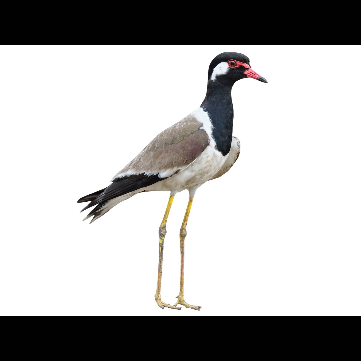 Red-wattled Lapwing (Vanellus indicus)