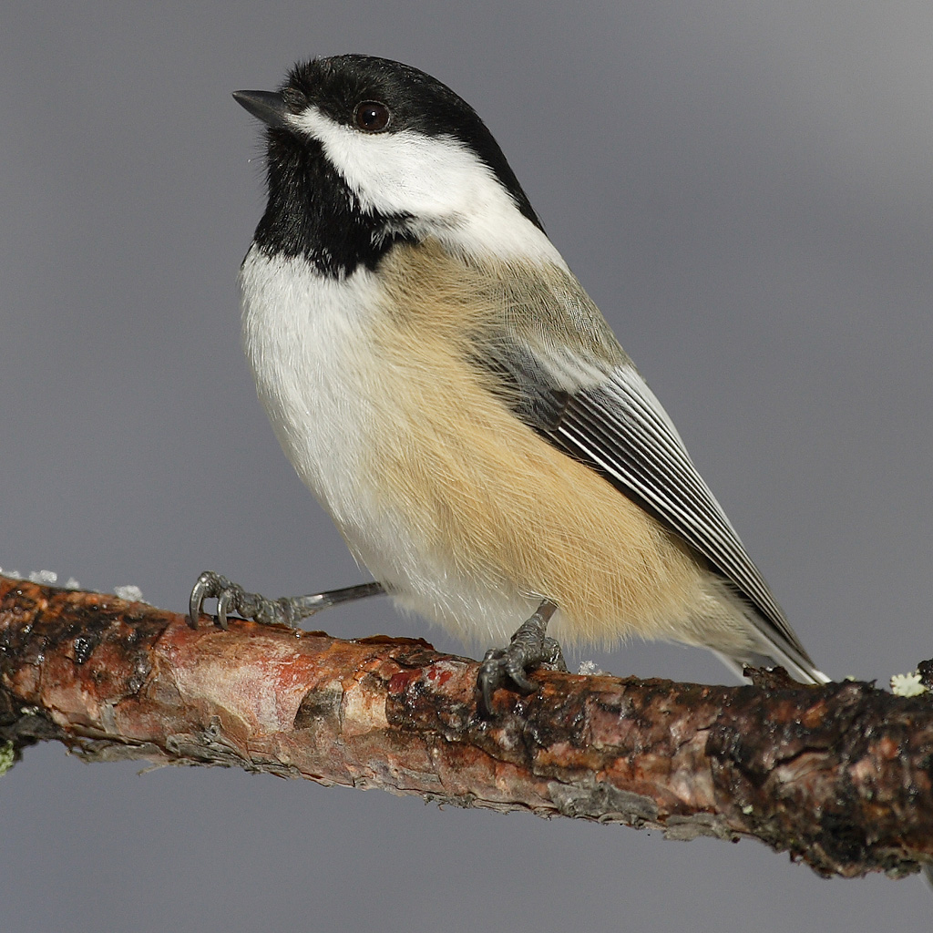 오색딱새 (Poecile varius)