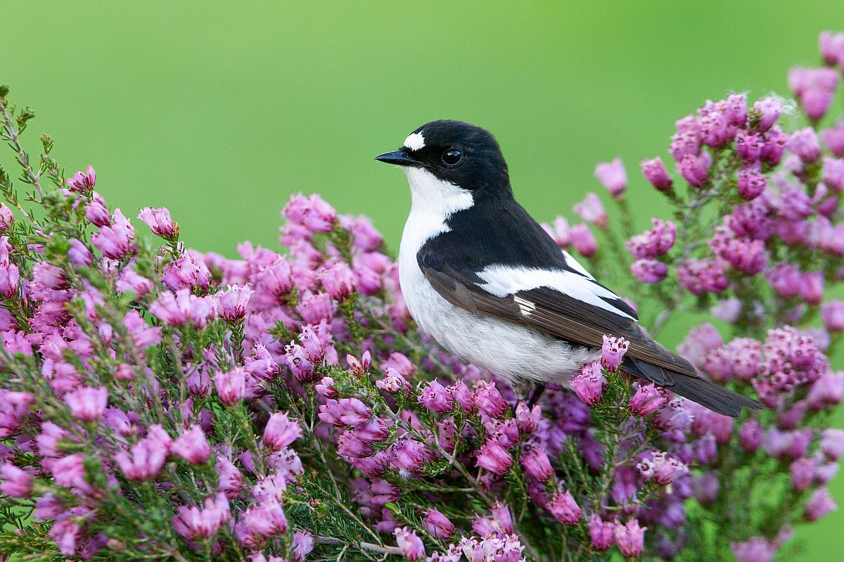 Trauerschnäpper (Ficedula hypoleuca)