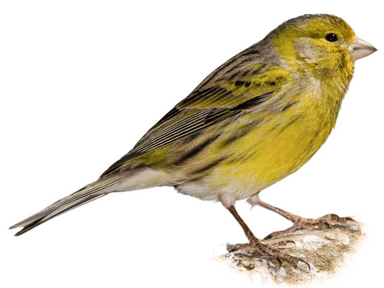 Kanarya (Serinus canaria)