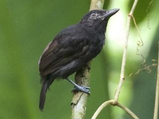 Batará Lomirrufo (Thamnophilus cryptoleucus)