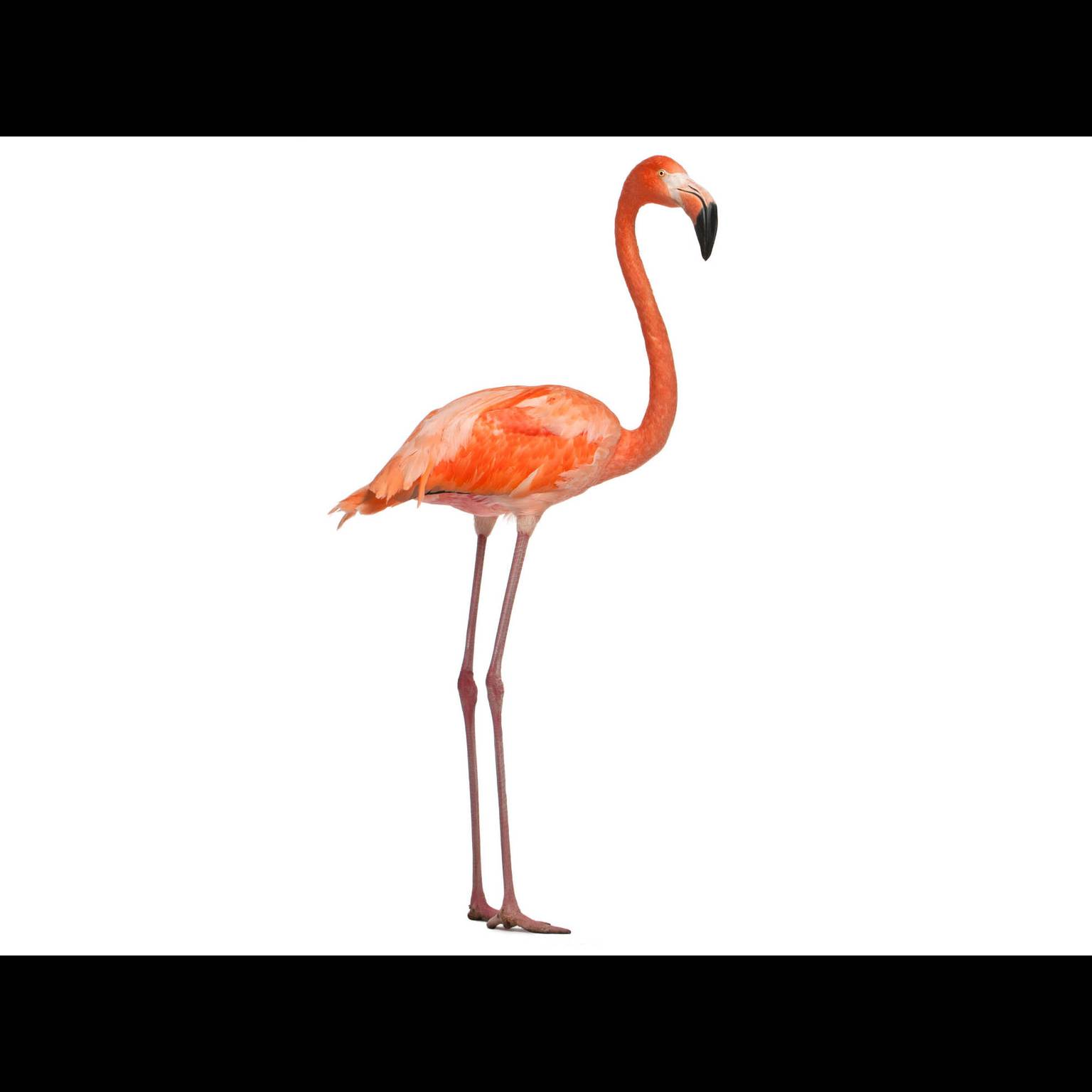 Flaming Amerykański (Phoenicopterus ruber)