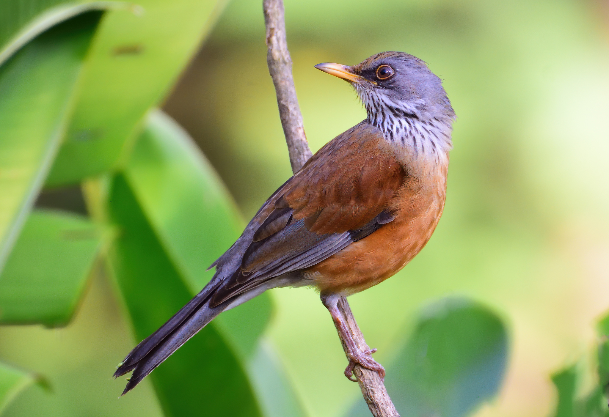 Drozd rezavohřbetý (Turdus rufopalliatus)