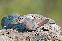 Ground Dove (Columbina passerina)