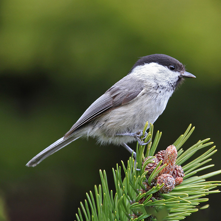 Sýkora babka (Poecile montanus)