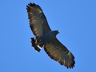 Közönséges Feketeölyv (Buteogallus anthracinus)