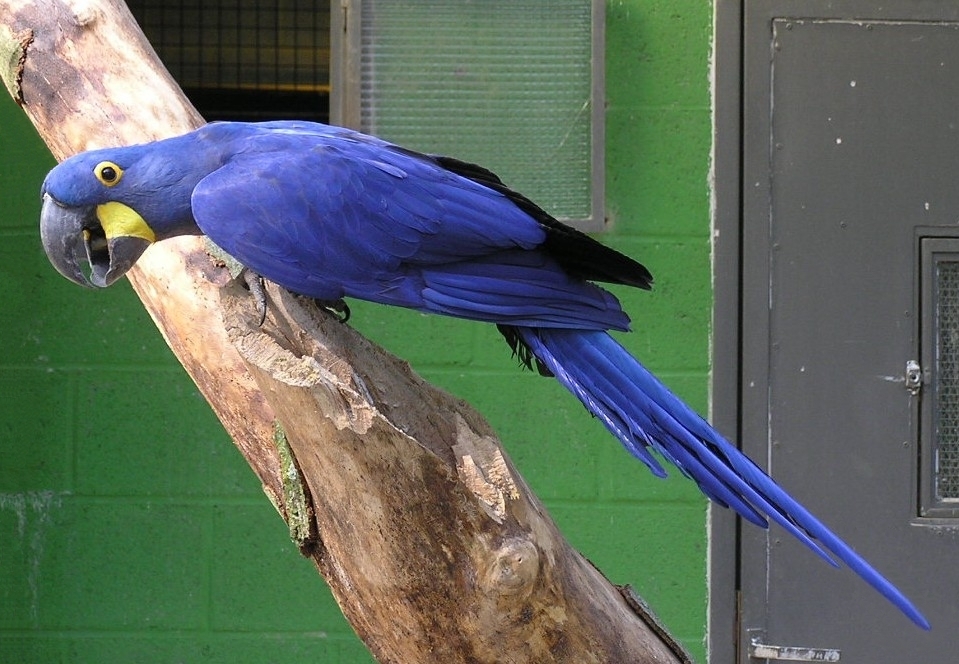 Ara hyacinthe (Anodorhynchus hyacinthinus)
