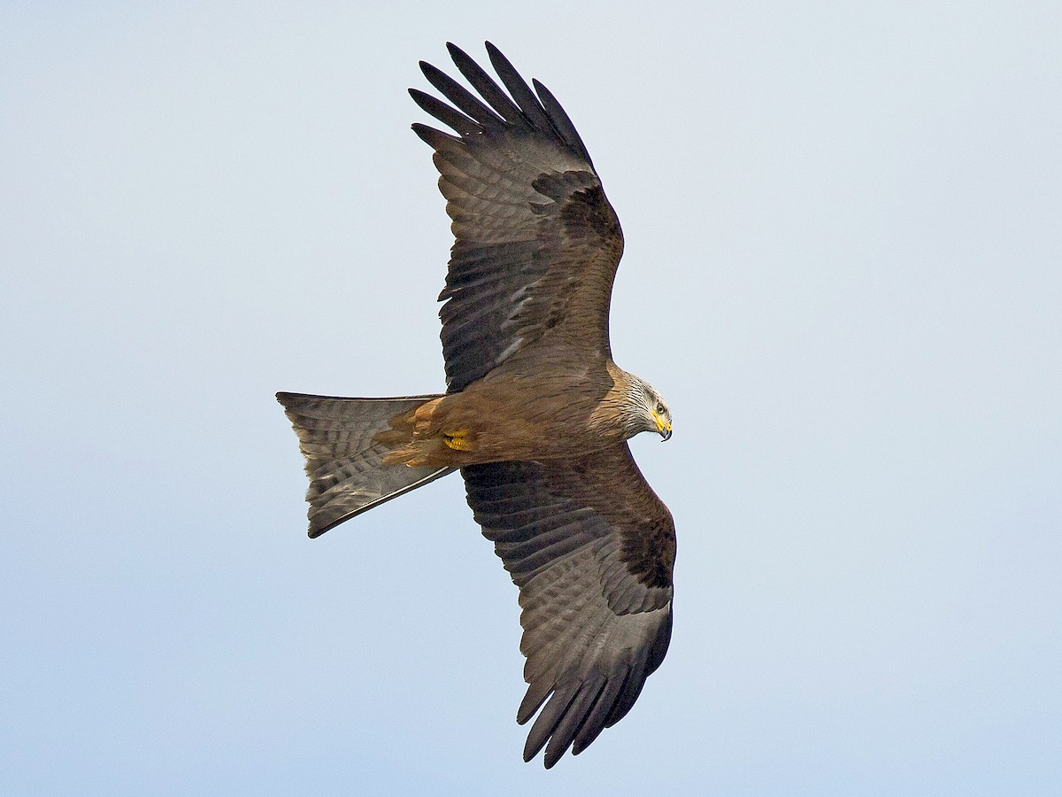 الحدأة السوداء (Milvus migrans)