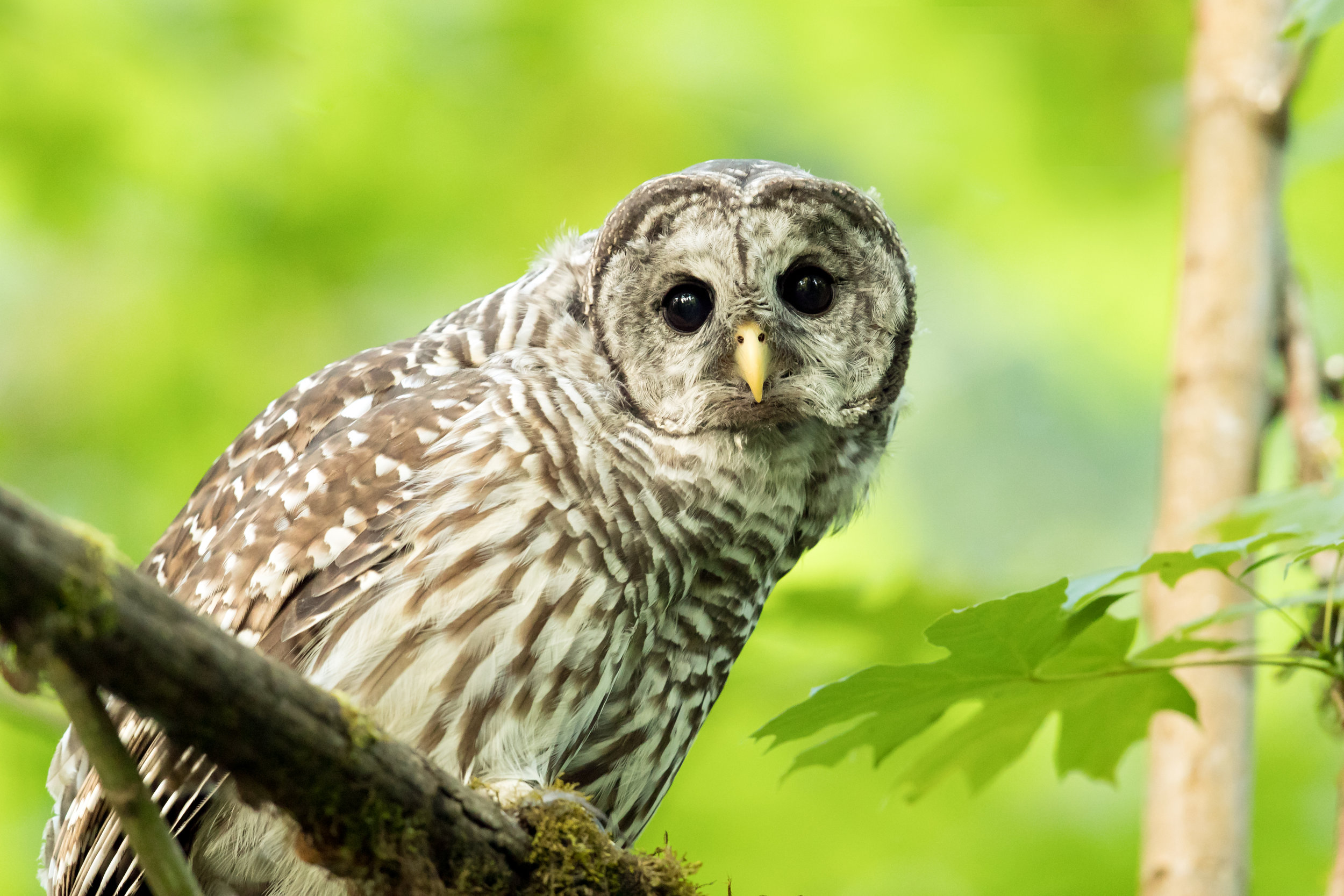 Barred Owl (Strix varia)