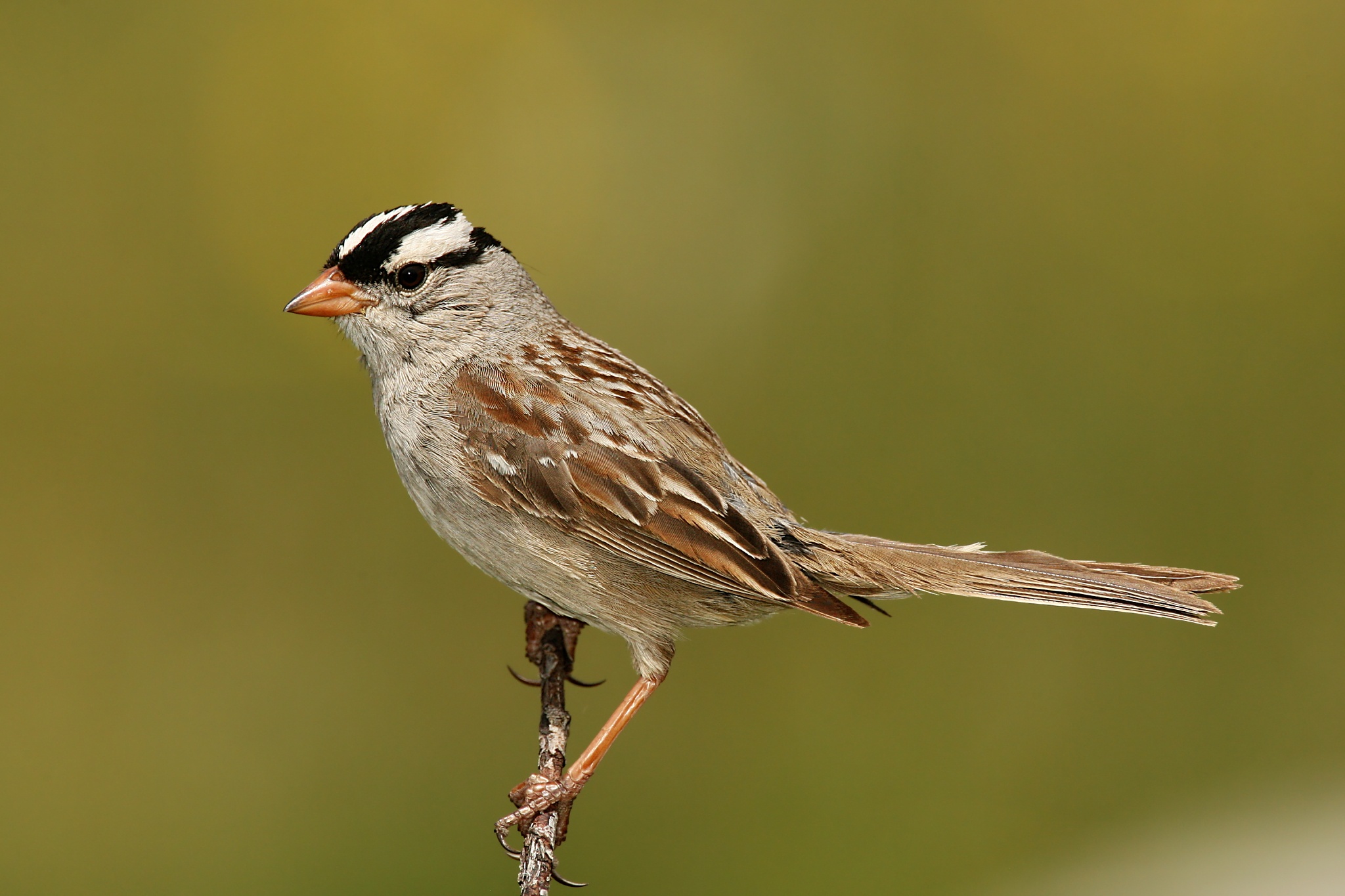 White-crowned Sparrow (Zonotrichia leucophrys)