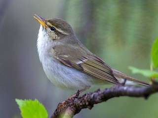 섬휘파람새 (Phylloscopus borealis)