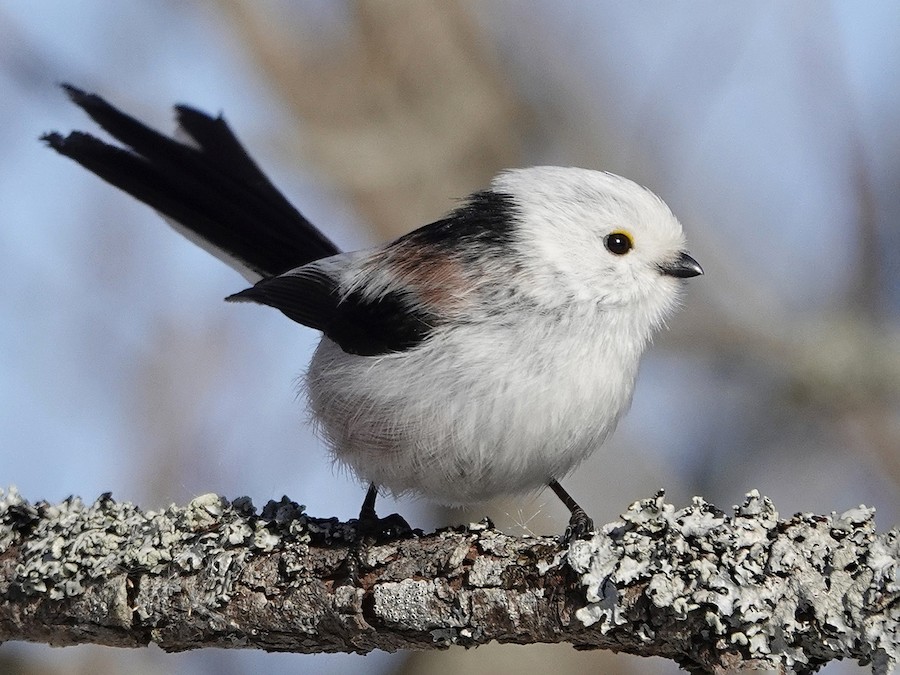 Длиннохвостая синица (Aegithalos caudatus)