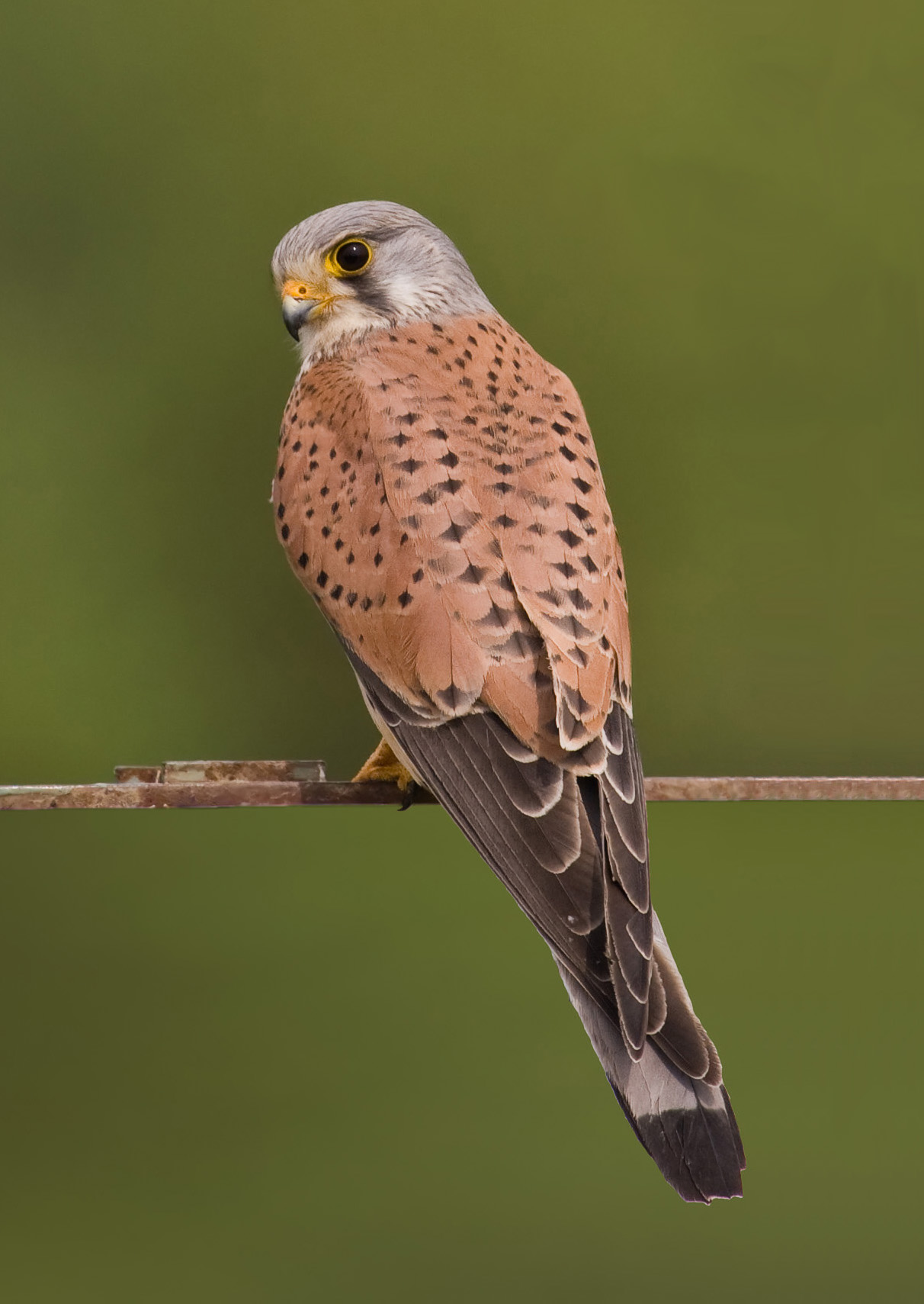 Common Kestrel (Falco tinnunculus)