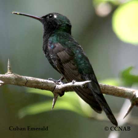 Esmeralda de Cuba (Chlorostilbon ricordii)