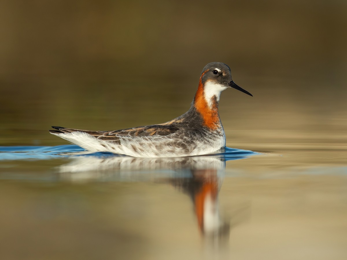 Круглоносый плавунчик (Phalaropus lobatus)