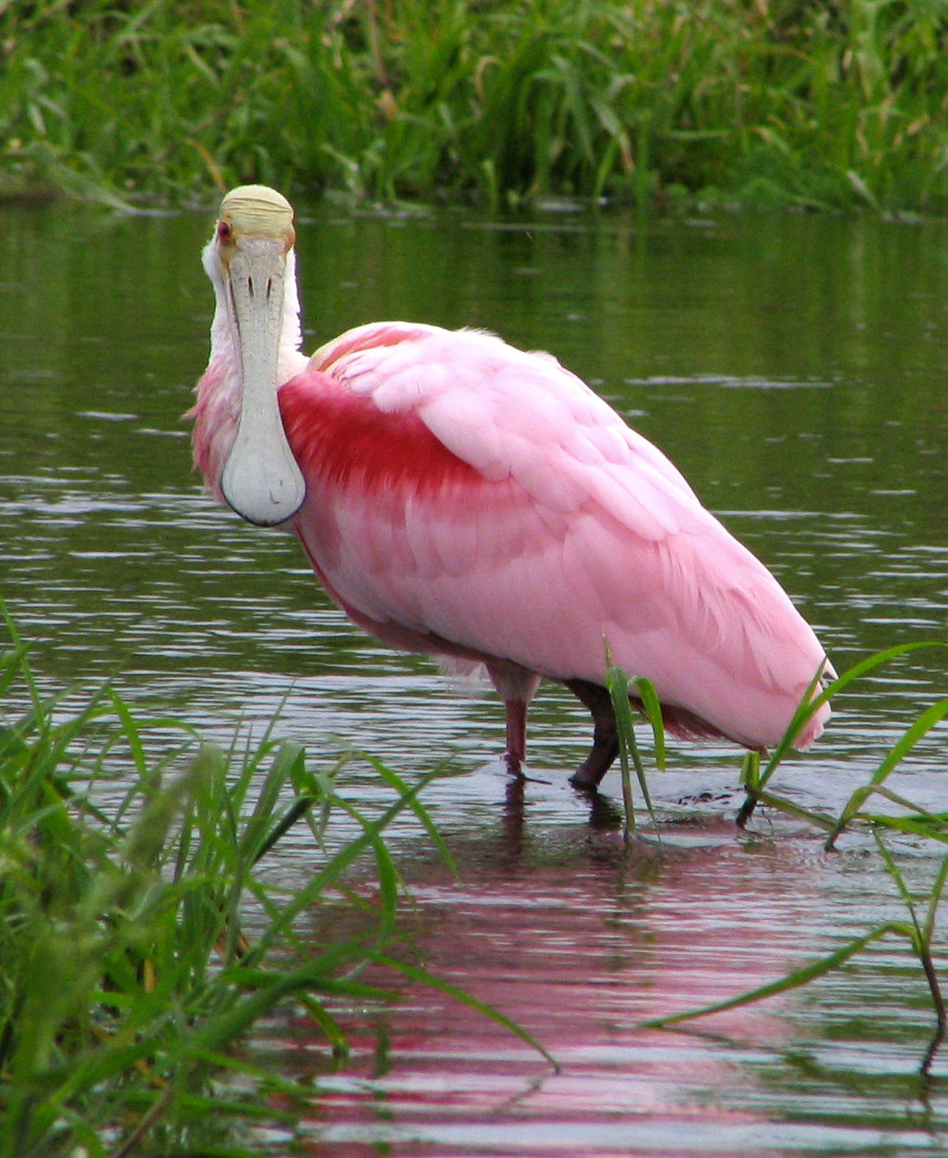 Spatule rosée (Platalea ajaja)