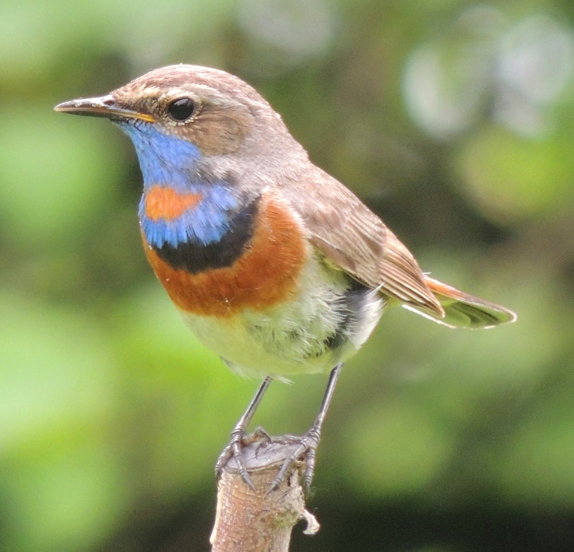 Modraczek (Luscinia svecica)