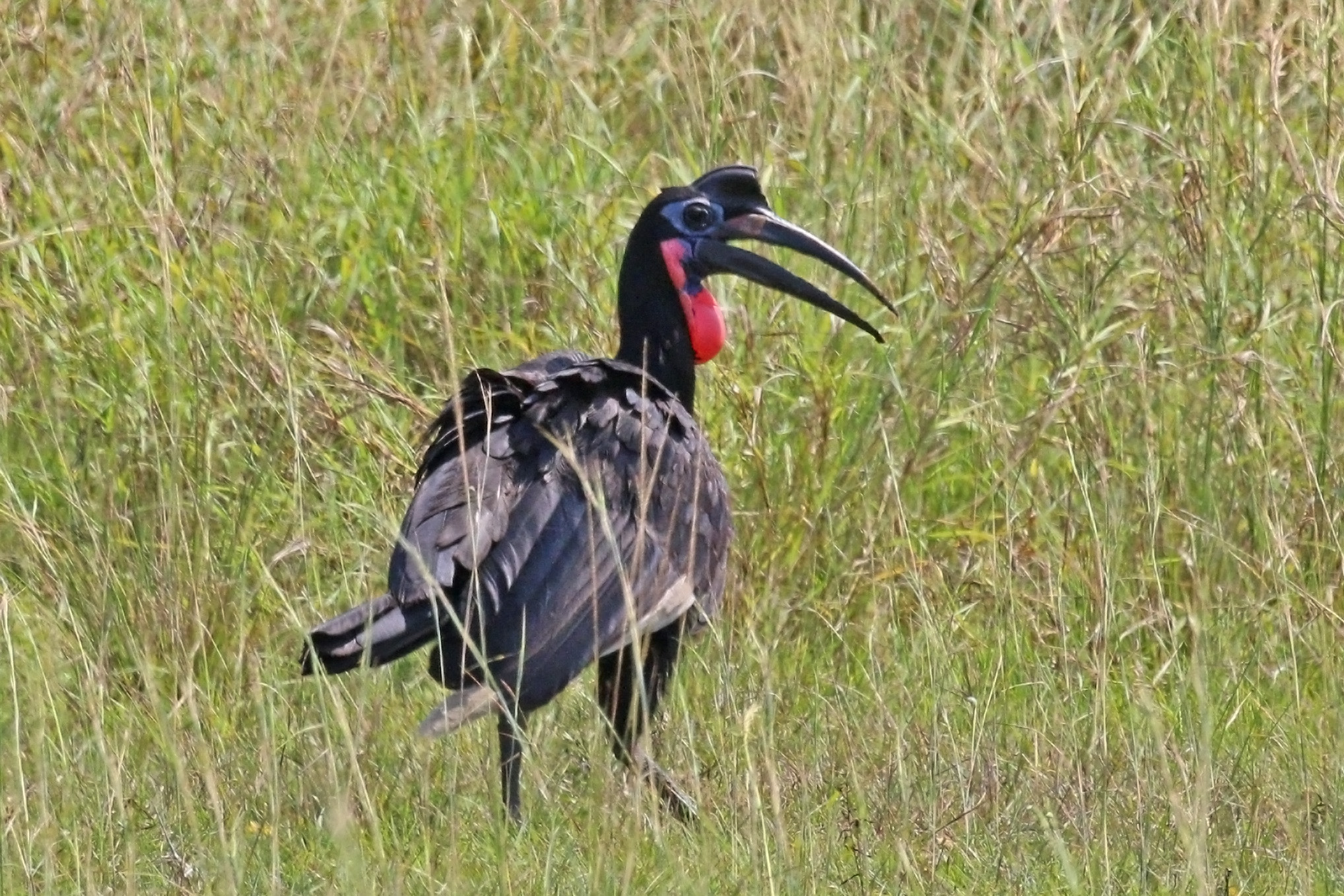 Calao terrestre d'Abyssinie (Bucorvus abyssinicus)