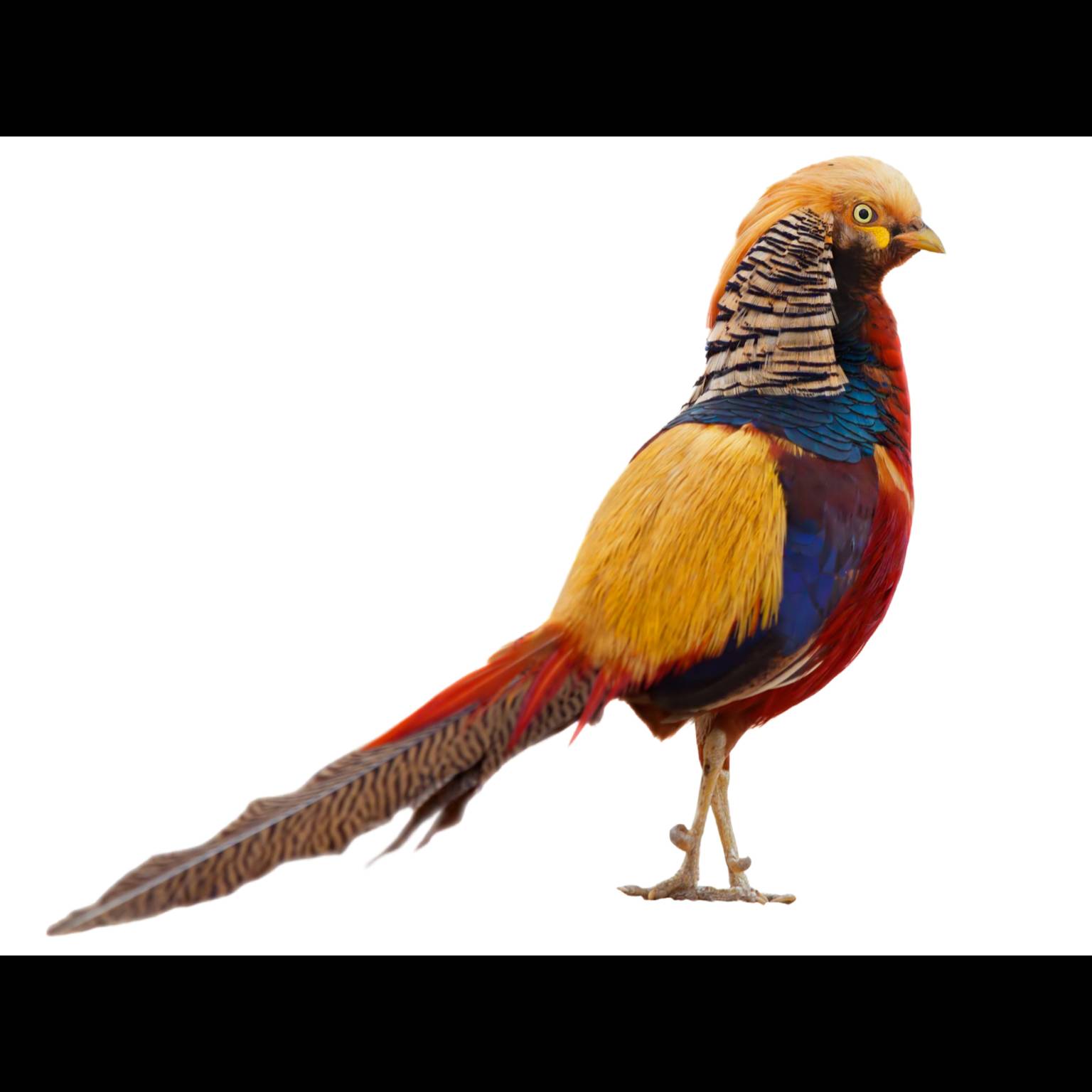 Faisán Dorado (Chrysolophus pictus)
