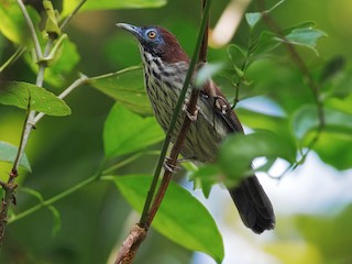 회색가슴개개비 (Mixornis bornensis)