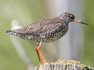 Archibebe Común (Tringa totanus)