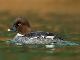 Garrot à œil d'or (Bucephala clangula)