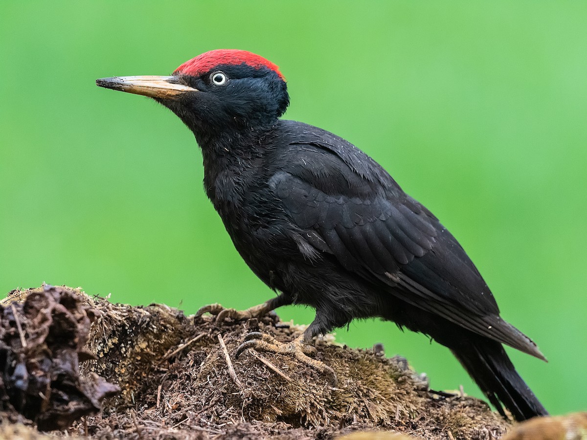 Black Woodpecker (Dryocopus martius)