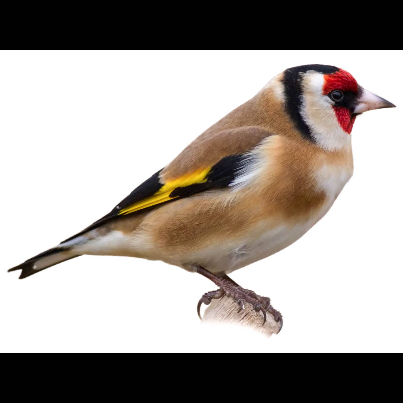European Goldfinch (Carduelis carduelis)