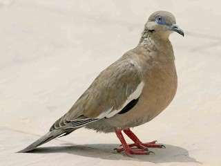 Tórtola peruana (Zenaida meloda)