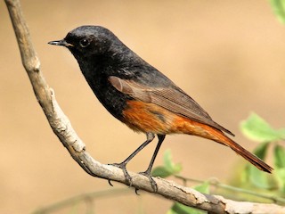 Hausrotschwanz (Phoenicurus ochruros)