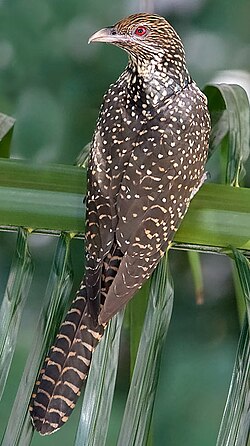 아시아 뻐꾸기 (Eudynamys scolopaceus)