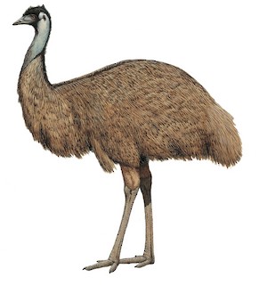 Emu (Dromaius novaehollandiae)