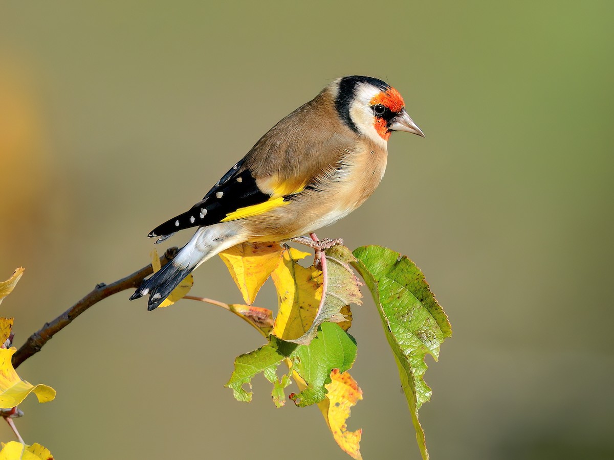 سهره طلایی اروپایی (Carduelis carduelis)