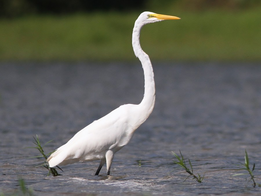 Volavka bílá (Ardea alba)