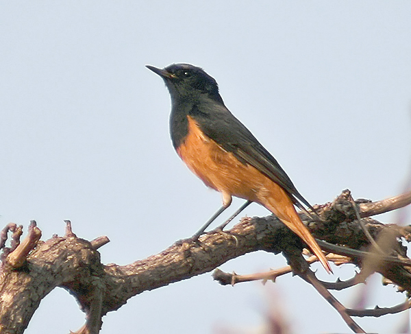 Даурская горихвостка (Phoenicurus aversianus)