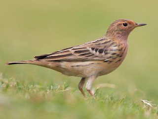 Краснозобый конек (Anthus cervinus)